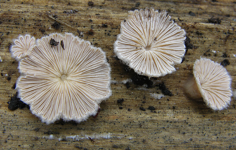 da determinare....lignicoli